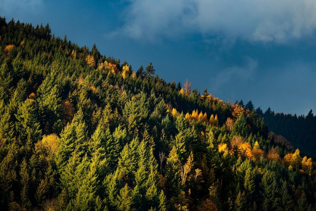 Skog, trær