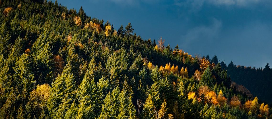 Skog, trær